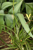 Carex dolichostachya 'Kaga-nishiki' RCP4-2015 055.JPG